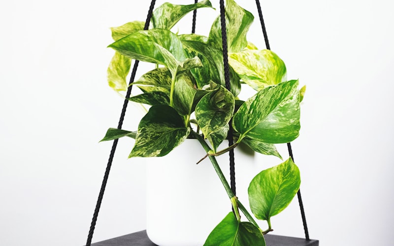 世界杯足球比赛高清直播画面展示